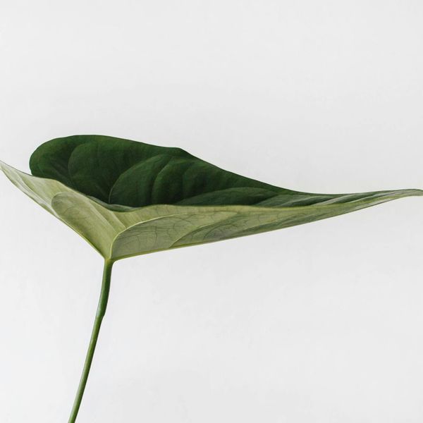 Clean white space with a single green plant.
