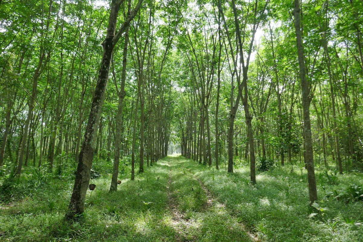 Minimalist nature scene with soft sunlight on green leaves.